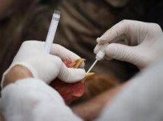 Aviaria, bimbo di 3 anni morto per influenza H5N1 in Cambogia