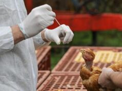 Aviaria, dopo contagi bovini-uomo alert su consumo latte crudo