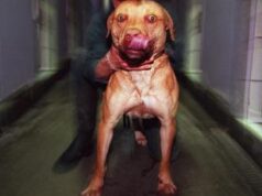 Bimbo ucciso dai pitbull, 5 indagati: oggi l’autopsia