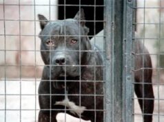 Bimbo ucciso dai pitbull, veterinario: “Non ci sono cani killer ma cattiva gestione sì”