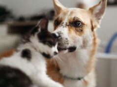 Cani e gatti possono trasmettere superbatteri ai proprietari: lo studio