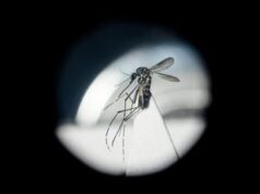 Dengue in Italia, da studio ‘bussola’ per prevenire possibili focolai