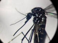 Dengue, un caso in provincia di Como: “Piano di disinfestazione, no prodotti dell’orto”