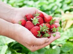 Leggera, colorata e anti-allergie: ecco la dieta di primavera