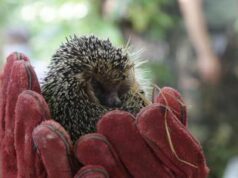 Torino, uccidono riccio a bastonate in parco pubblico: denunciati tre minori