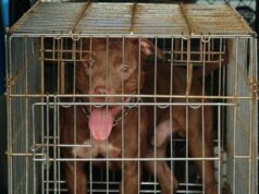 Vercelli, pitbull azzanna e uccide bimbo di 5 mesi