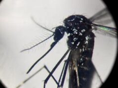 Virus Dengue in Italia? “Inevitabile che prenda sempre più piede”