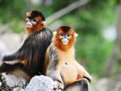 Virus delle scimmie, cos’è e come si trasmette all’uomo l’Herpesvirus che ha colpito un 37enne