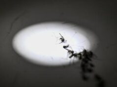 Zanzara della malaria in Italia dopo oltre 50 anni: la scoperta in Puglia