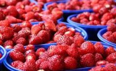 A Nemi la 91esima sagra delle fragole