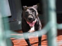 Aggressione pitbull, veterinario: “Non demonizzare ma vanno gestiti con regole severe”