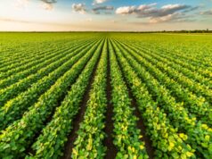 Agricoltura, Syngenta: “Il futuro è nel suolo, si deve salvaguardare”