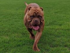 Attaccata dai suoi cani in casa, 50enne muore sbranata a Londra