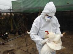 Aviaria, Oms assicura: “Se servirà primi vaccini in 4-6 mesi”