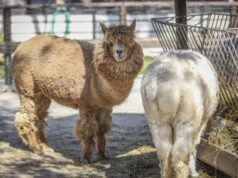 Aviaria in Usa, virus rilevato anche negli alpaca
