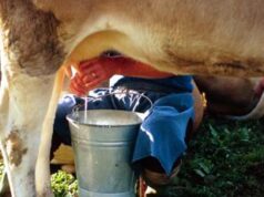 Aviaria, negli Usa secondo caso umano da epidemia di H5N1 nei bovini