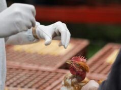 Aviaria, un morto in Messico: era primo caso umano al mondo da virus H5N2