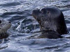 Canada, foche uccise dal virus H5N1: studio allarma gli scienziati