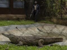 “C’è un coccodrillo”, arriva la polizia: e trova un giocattolo