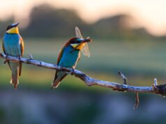 Giornata Mondiale della Biodiversità, “essere parte del piano” per il futuro del pianeta