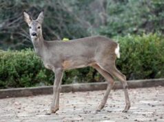 Investì un capriolo a Pesaro, Regione Marche condannata a risarcire automobilista