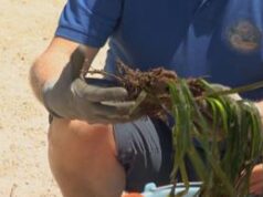 Lanciata da Coop ‘Foresta Blu’, nuova campagna per protezione praterie di Posidonia