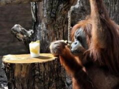 L’orango si cura da solo, la prima scimmia che fa automedicazione