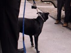 Milano, bimbo di 10 anni attaccato da pitbull di famiglia