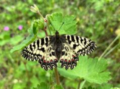 Nei prati fiorentini vola farfalla che si credeva scomparsa