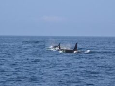 Orche speronano e affondano yacht di 15 metri, attacco choc nello stretto di Gibilterra