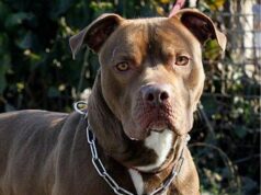 Pitbull pericolosi? Veterinari: “Serve obbligo patentino”