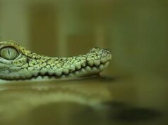 Resti umani nelle fauci di un alligatore in Texas