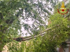 Roma, albero cade in via Latina e finisce su palazzo: tre appartamenti evacuati