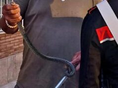 Roma, trovato serpente negli spogliatoi del personale di una clinica
