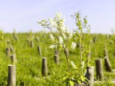Sei anni di Mosaico Verde, 211 aree verdi riqualificate