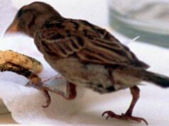 Stacca la testa di un uccello con un morso, denunciato 35enne