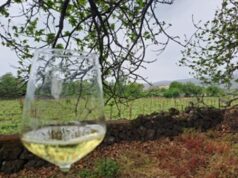 Vino, per la Sicilia il 2023 annata performante nonostante calo produttivo