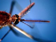 Zanzare tropicali trovate in Scozia, per Bassetti “è un brutto segnale”