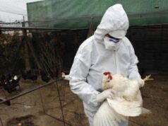 Aviaria, Messico smentisce: “Nessuna morte da H5N2, pessima comunicazione Oms”