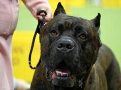 Bimbi azzannati da cane, l’esperta: “70mila aggressioni all’anno, più controllo sui padroni’