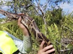 Donna uccisa e inghiottita da pitone, la scoperta degli abitanti di un villaggio