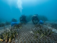Findus al lavoro con One Ocean Foundation per preservare gli ecosistemi marini