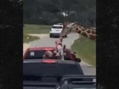 Giraffa afferra bimba durante il safari, attimi di paura in Texas – Video