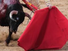 Il toro incorna il toreador, paura alla corrida – Video