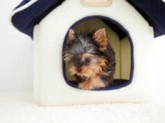 In treno con il cane, dai biglietti ai documenti le regole da seguire