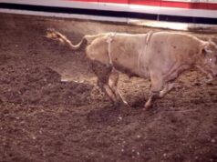 Paura al rodeo, il toro salta e se ne va – Video