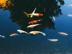 Pesci ‘sballati’ e malati d’ansia: l’effetto dei farmaci in fiumi e laghi