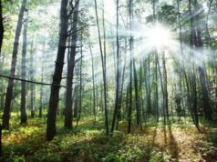 Ripristino della natura, Ue approva la legge: Italia vota contro, scoppia il ‘caso’ Austria