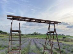 Ritorna la Festa della Lavanda a Roma