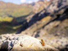 Scoperta l”autostrada’ degli insetti: 17 milioni di mosche, vespe, farfalle e libellule attraverso i Pirenei